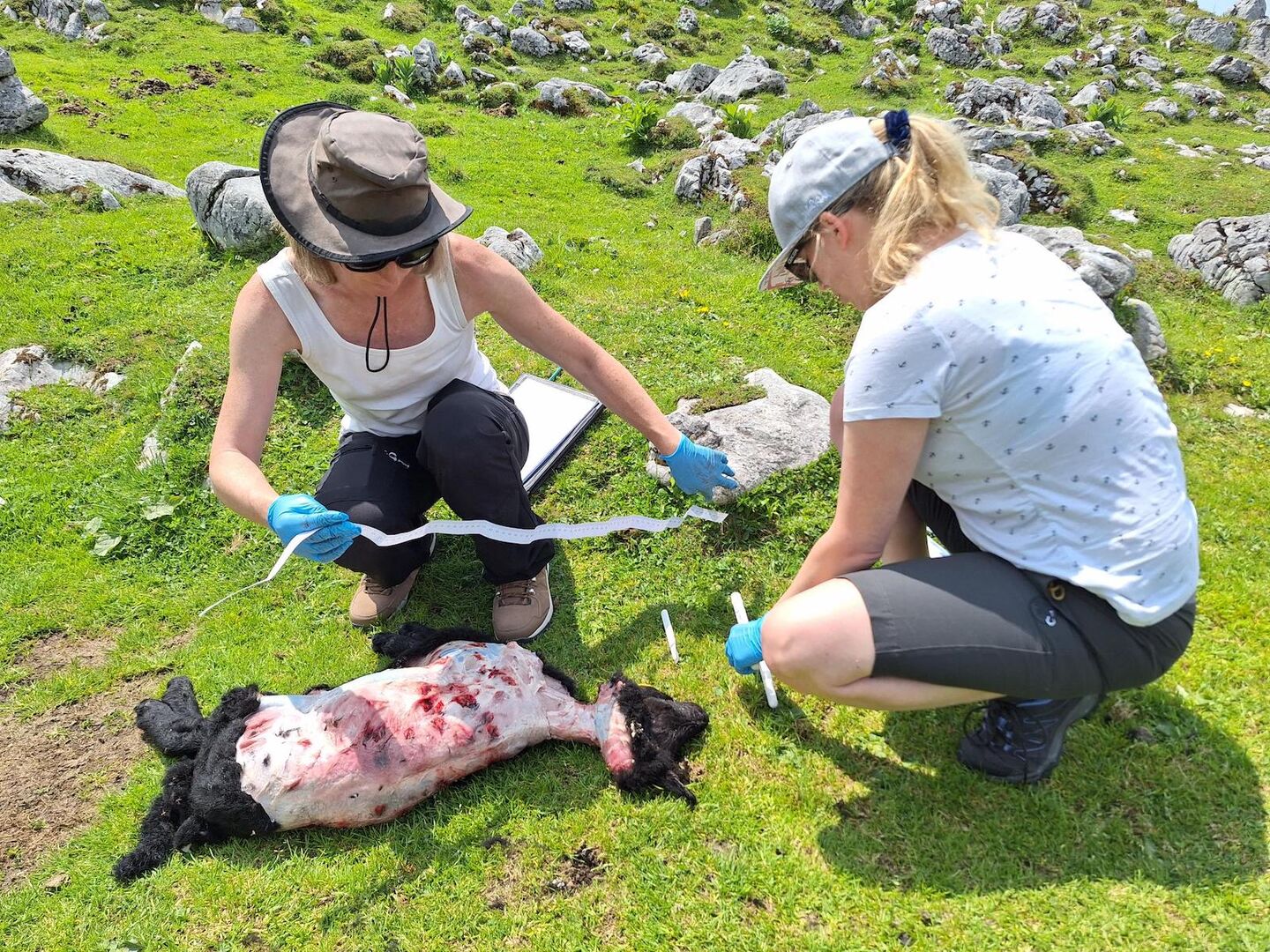 Zwei Frauen bei einem toten Lamm.