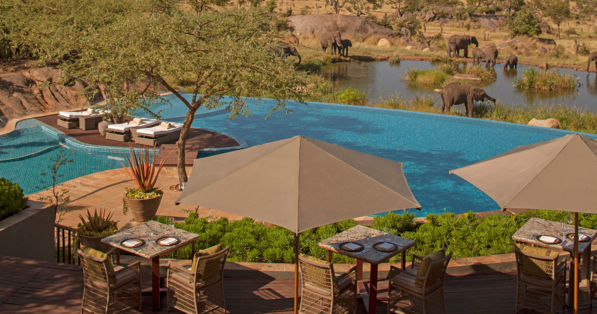Infinitypool mit Blick auf die Serengeti, in der Elefanten grasen