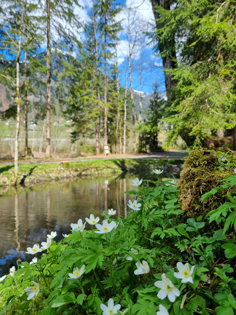 Entlang der Alfenz können Besucherinnen und Besucher den neugierigen Wichtel Alfonz auf seinen Abenteuern begleiten.