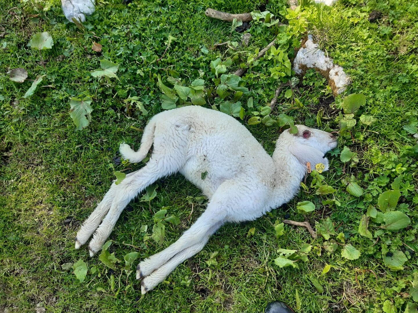 Ein weißes, totes Lamm.