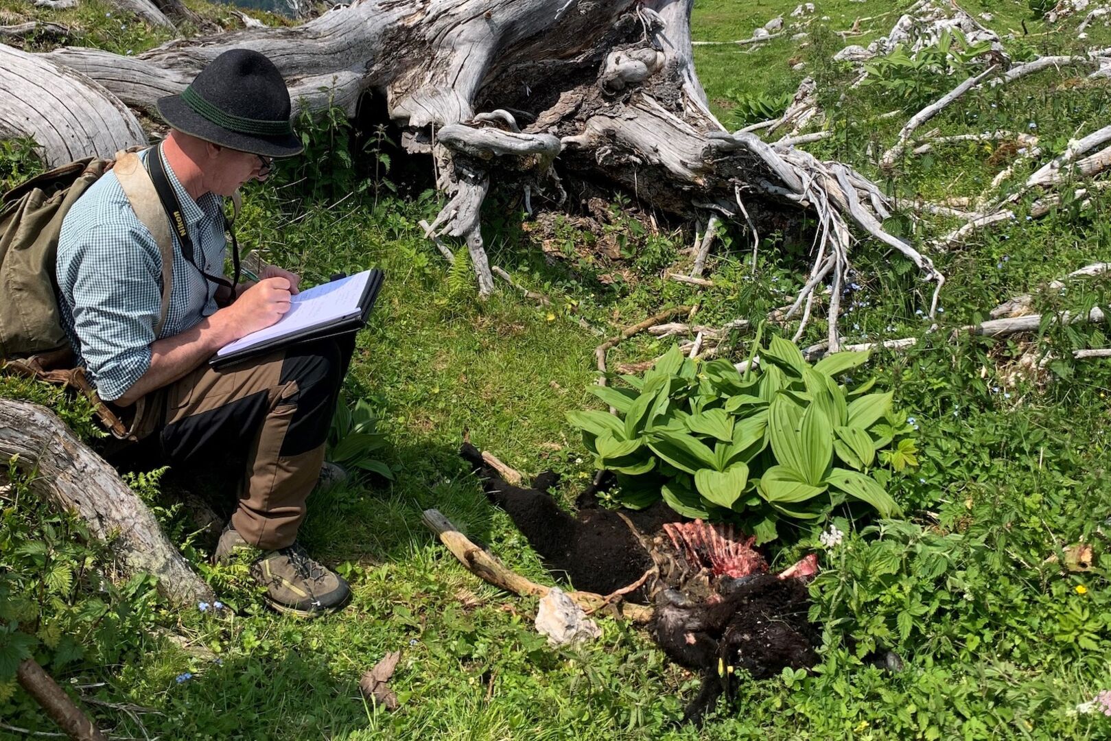 Jäger begutachtet den Riss eines Lamms.