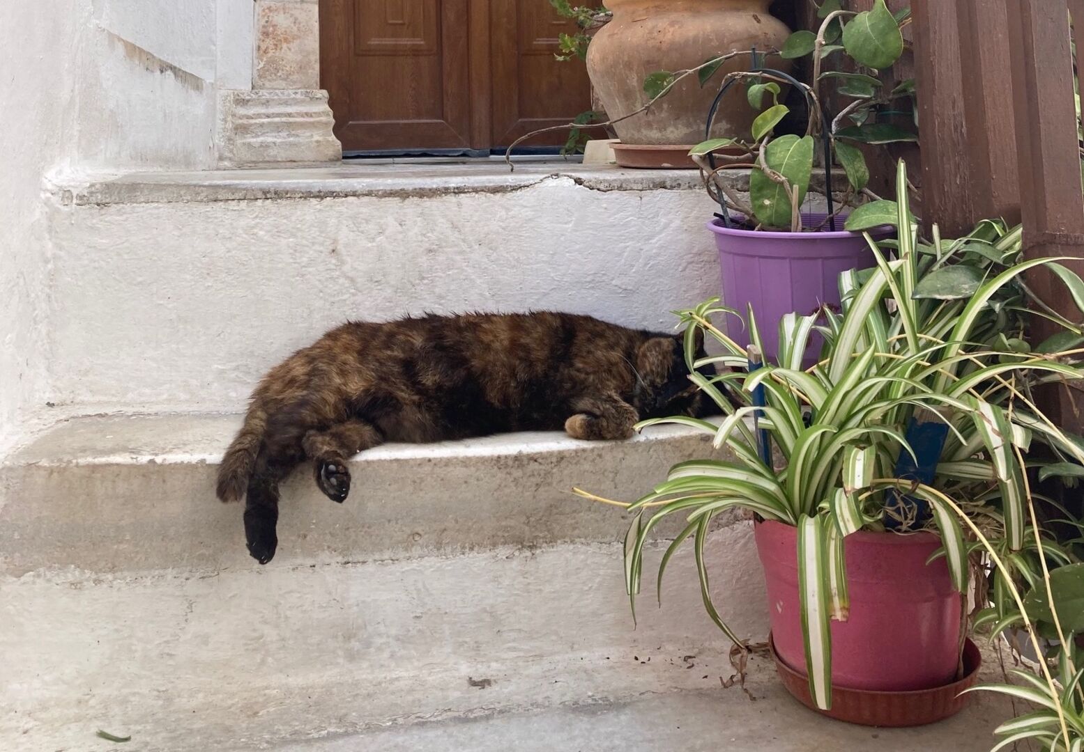 Katze in Naxos Stadt