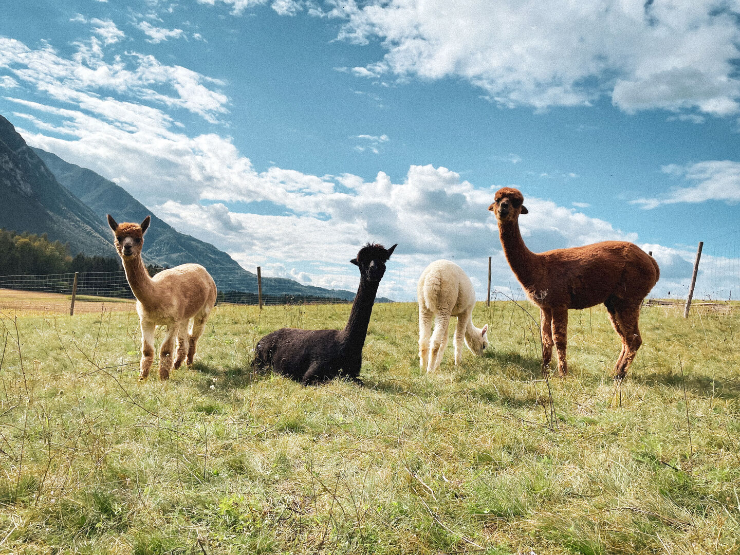 Alpakas auf der Weide