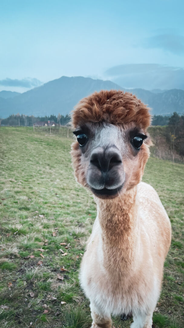 Bussi vom Alpaka