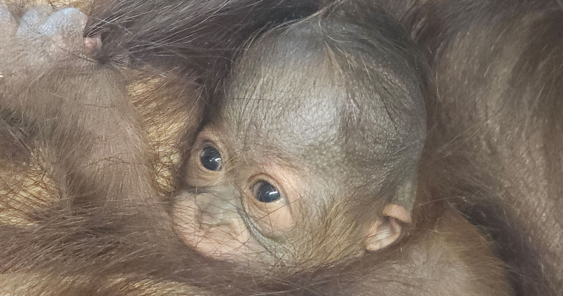 Ein frisch geborenes Baby eines Orang Utan