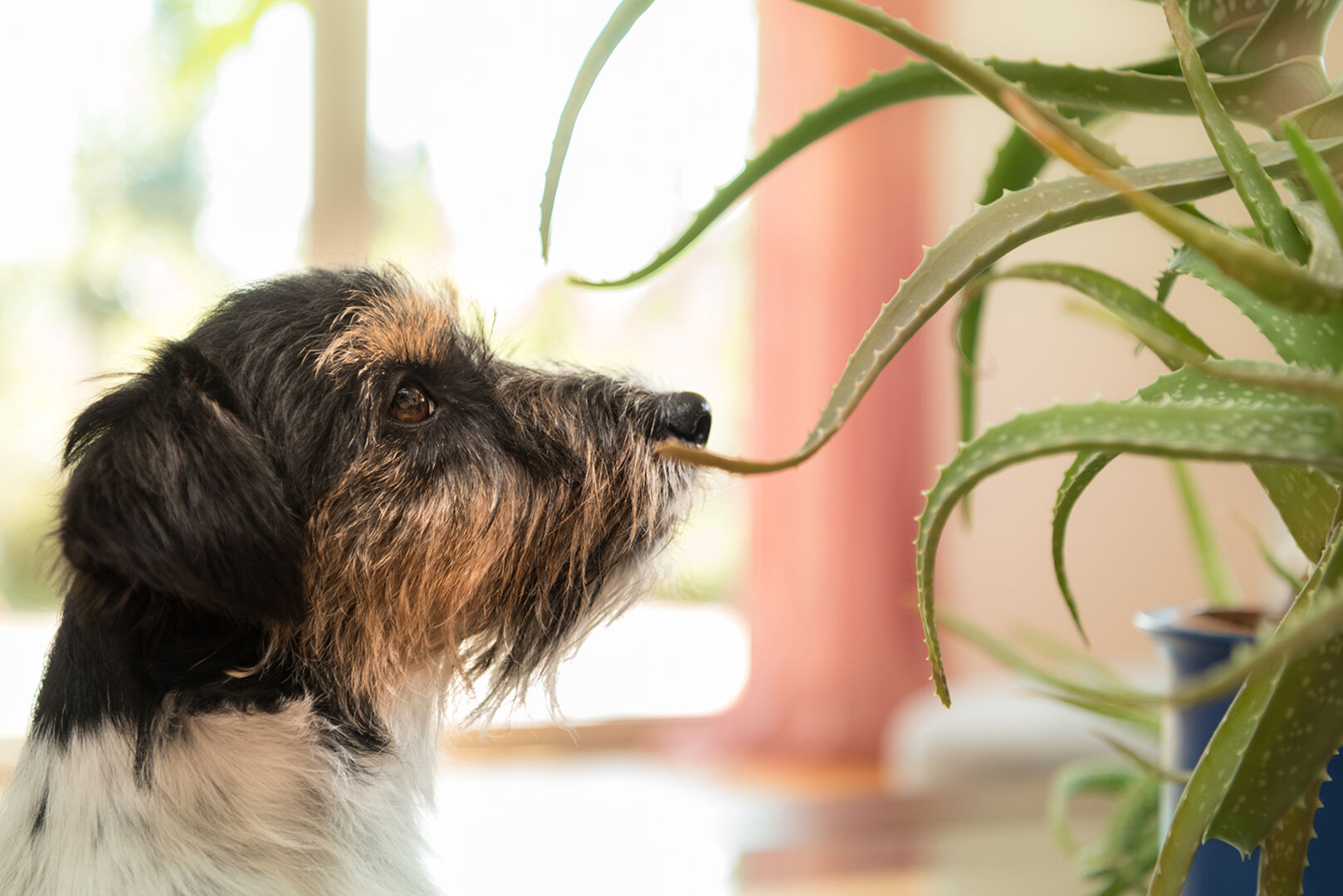 Hund schnuppert an Aloe Vera | Credit: iStock.com/K_Thalhofer