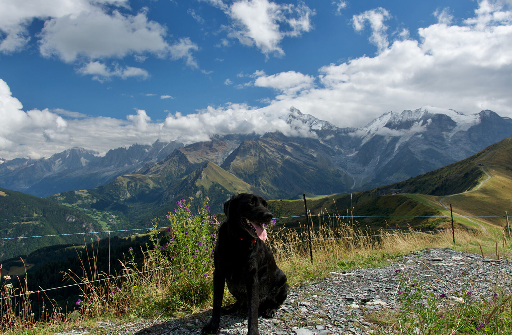 Hund sitzt in einer Berglandschaft | Credit: iStock.com/Nicolas Jooris-Ancion