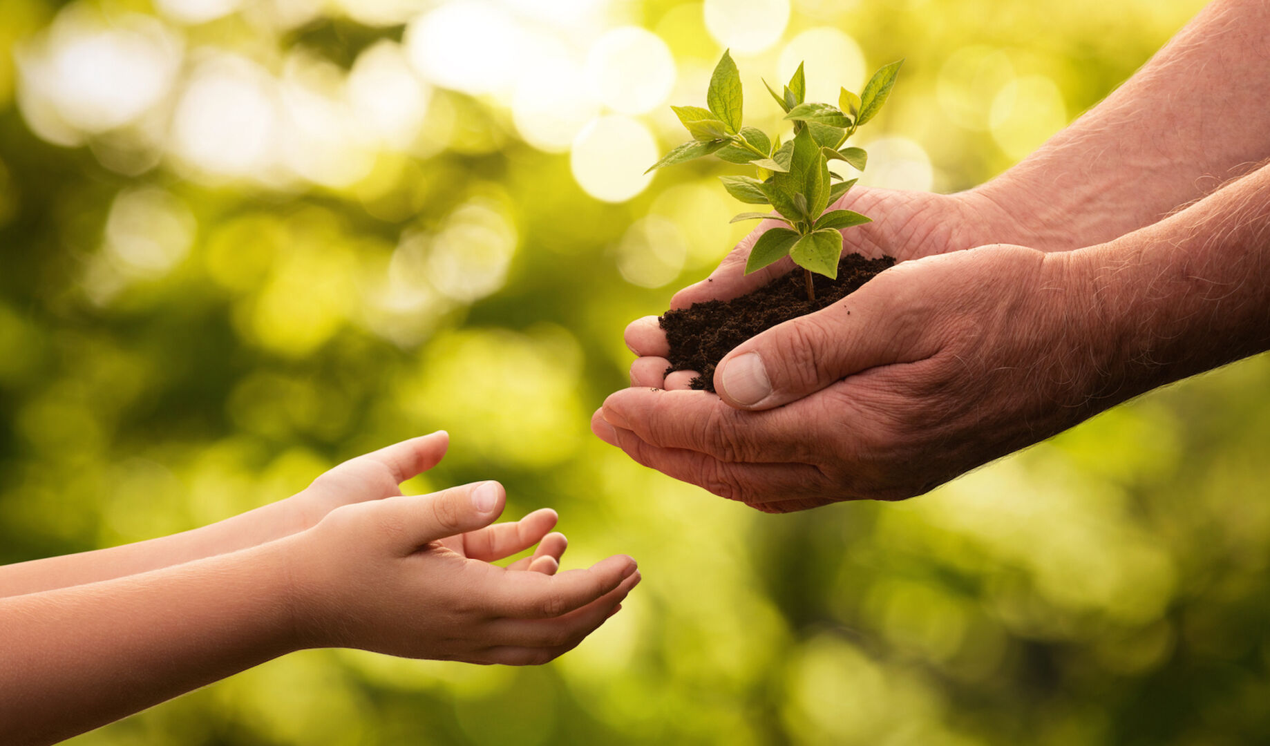Pflanze wird von der Hand einer älteren Person an eine jüngere überreicht  | Credit: istock.com/Nastco