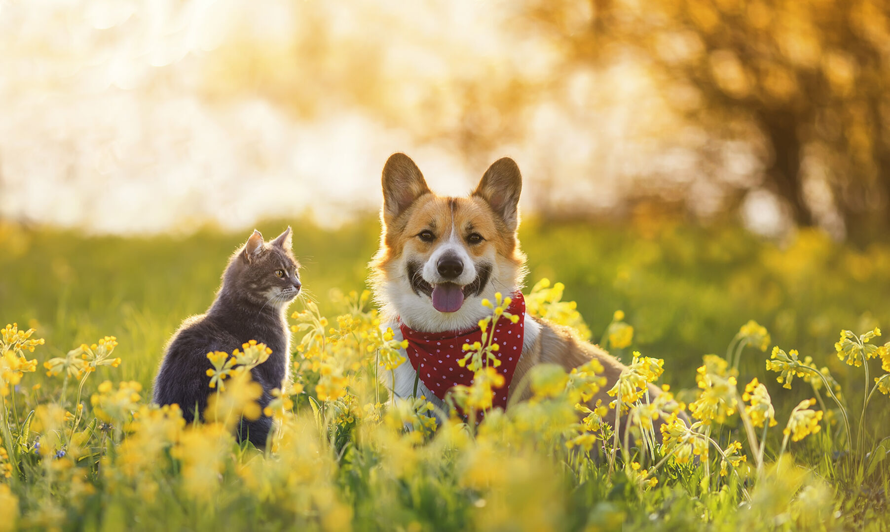 Hund und Katze sitzen in einer Wiese | Credit: iStock.com/Nataba