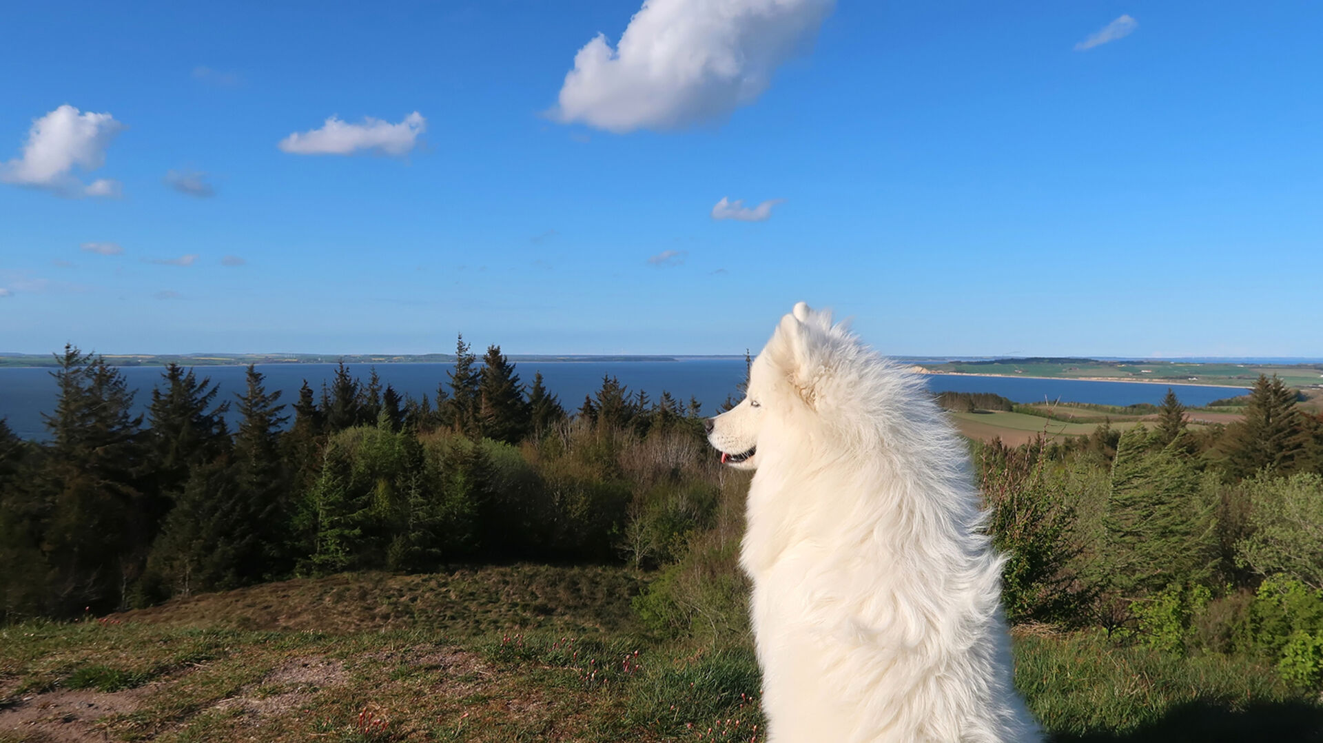 Hund sitzt im Wald | Credit: iStock.com/BoValentino