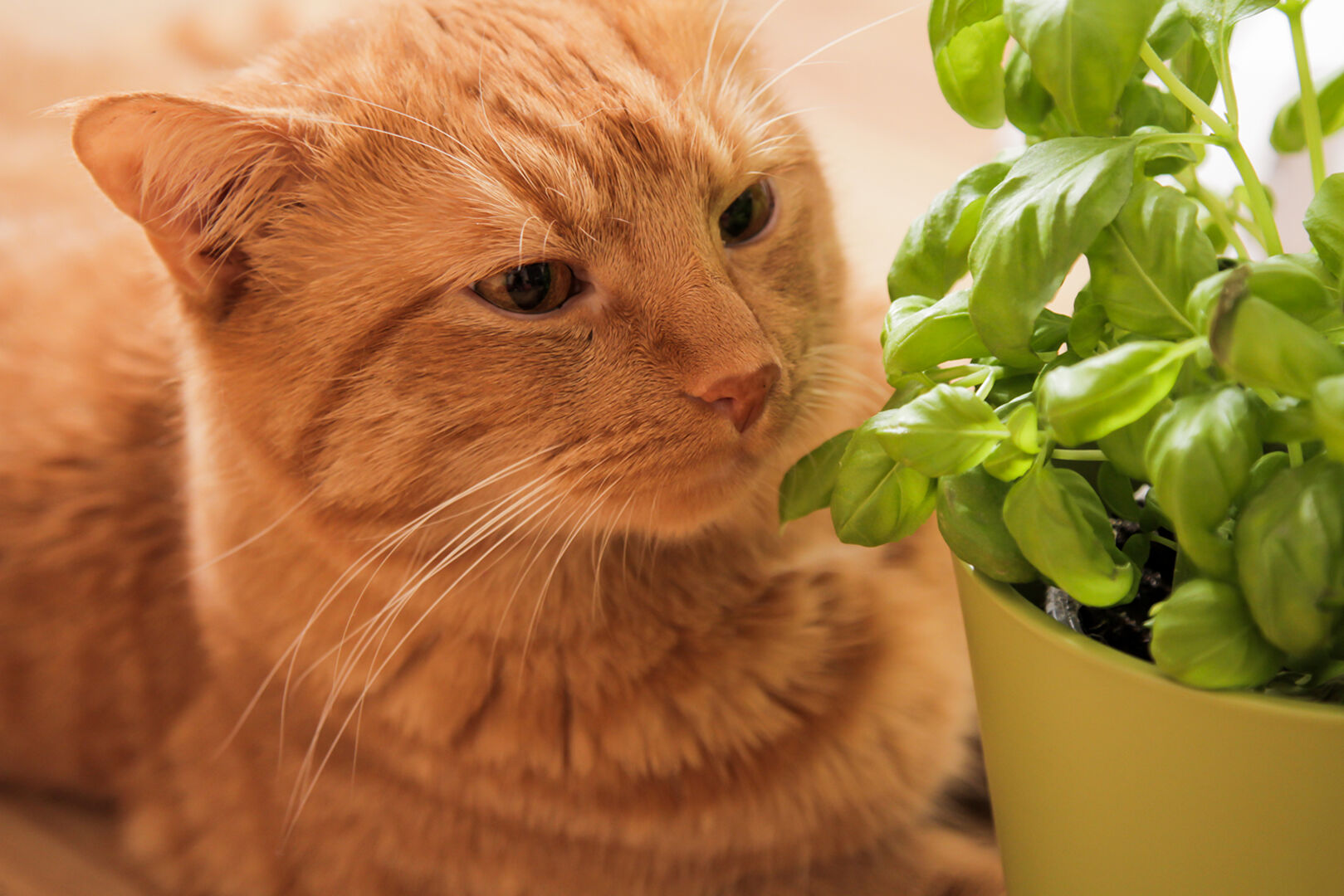 Katze riecht am Basilikum | Credit: iStock.com/gaus-nataliya