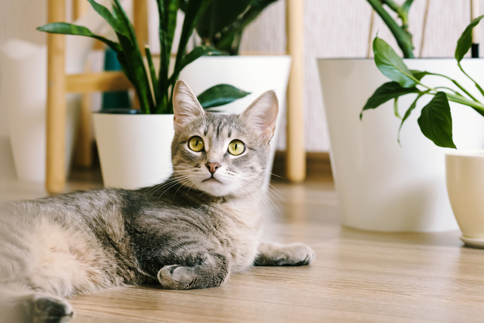Katzen sitzt zwischen Pflanzen | Credit: iStock.com/Kseniia Soloveva