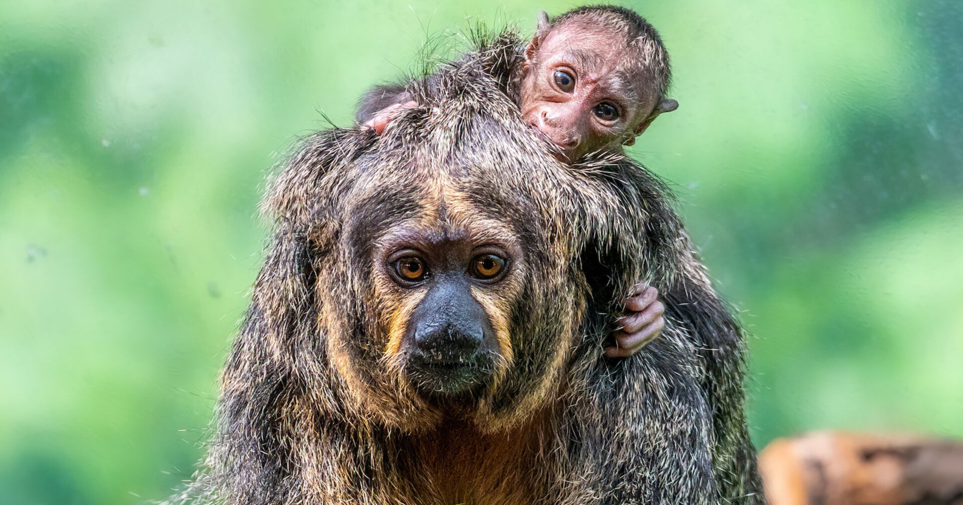 Affenmama trägt Affenbaby am Rücken | Credit: Dominik Moser
