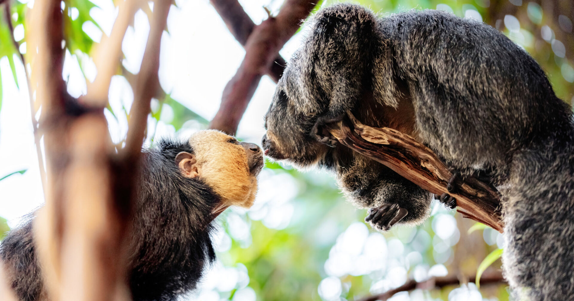 Affenmänchen küsst Affendame in den Bäumen | Credit: Dominik Moser