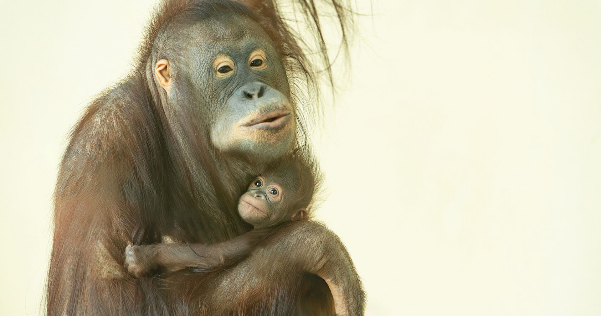Orang Utan Mutter mit ihrem Baby