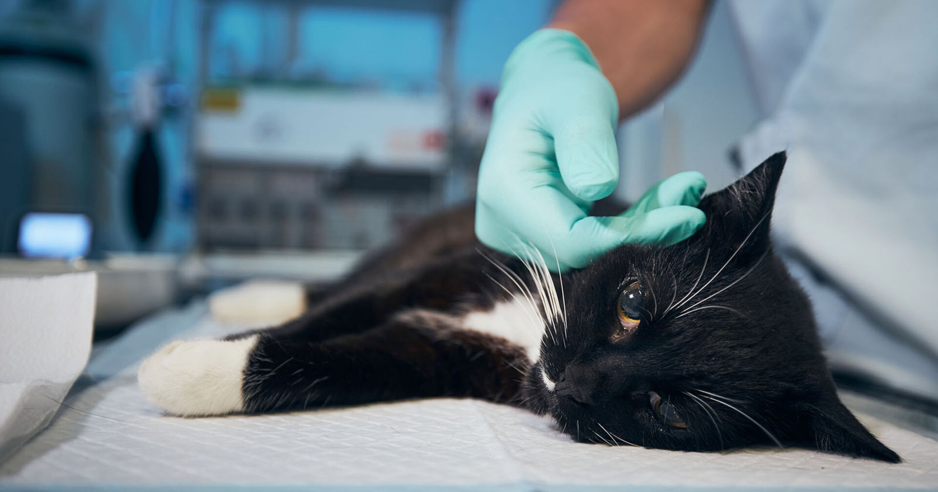 Schwarz-weiße Katze auf dem Behandlungstisch in einer Tierklinik