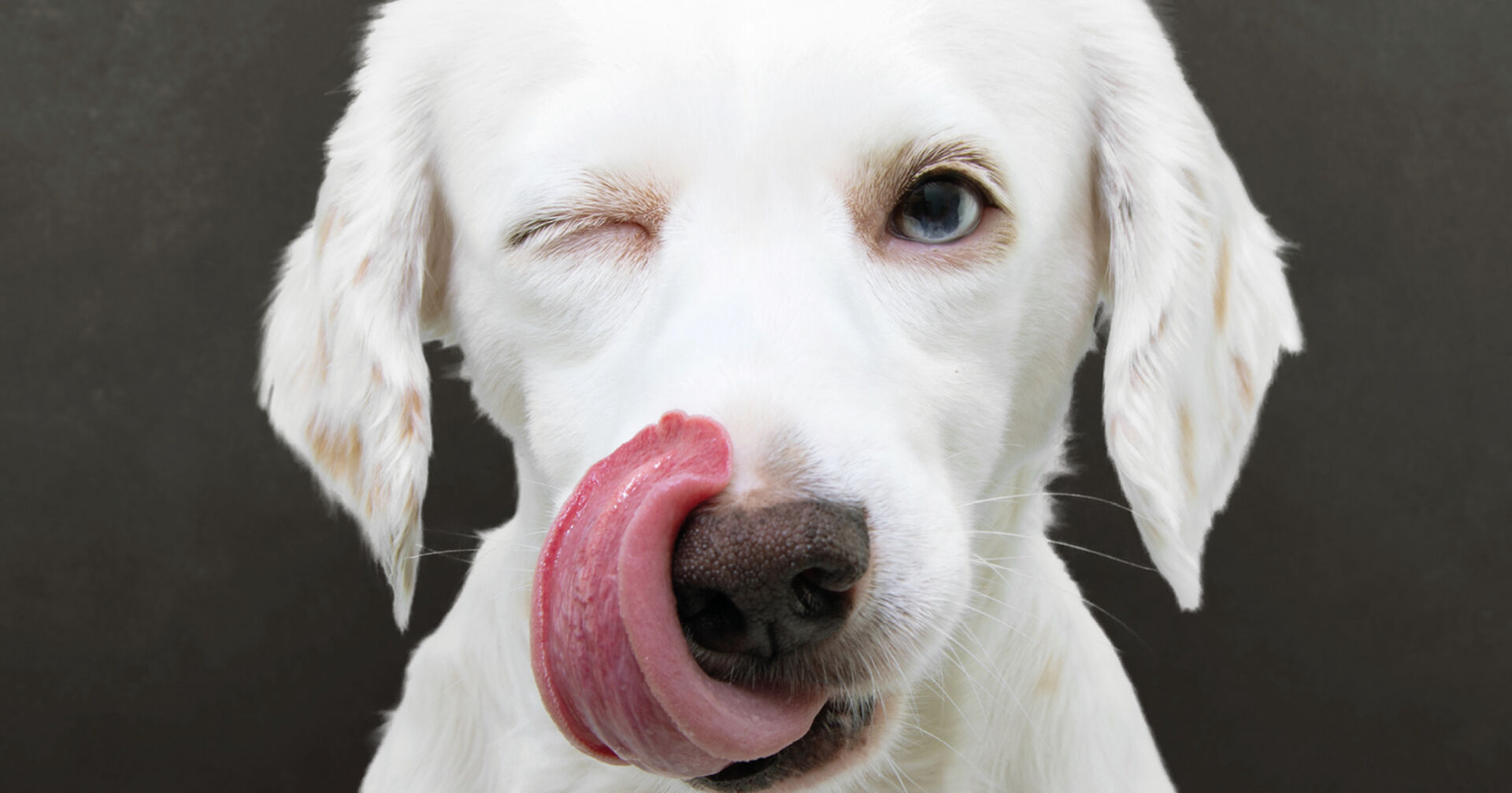 Ein weißer Hund schleckt sich die Schnauze ab.