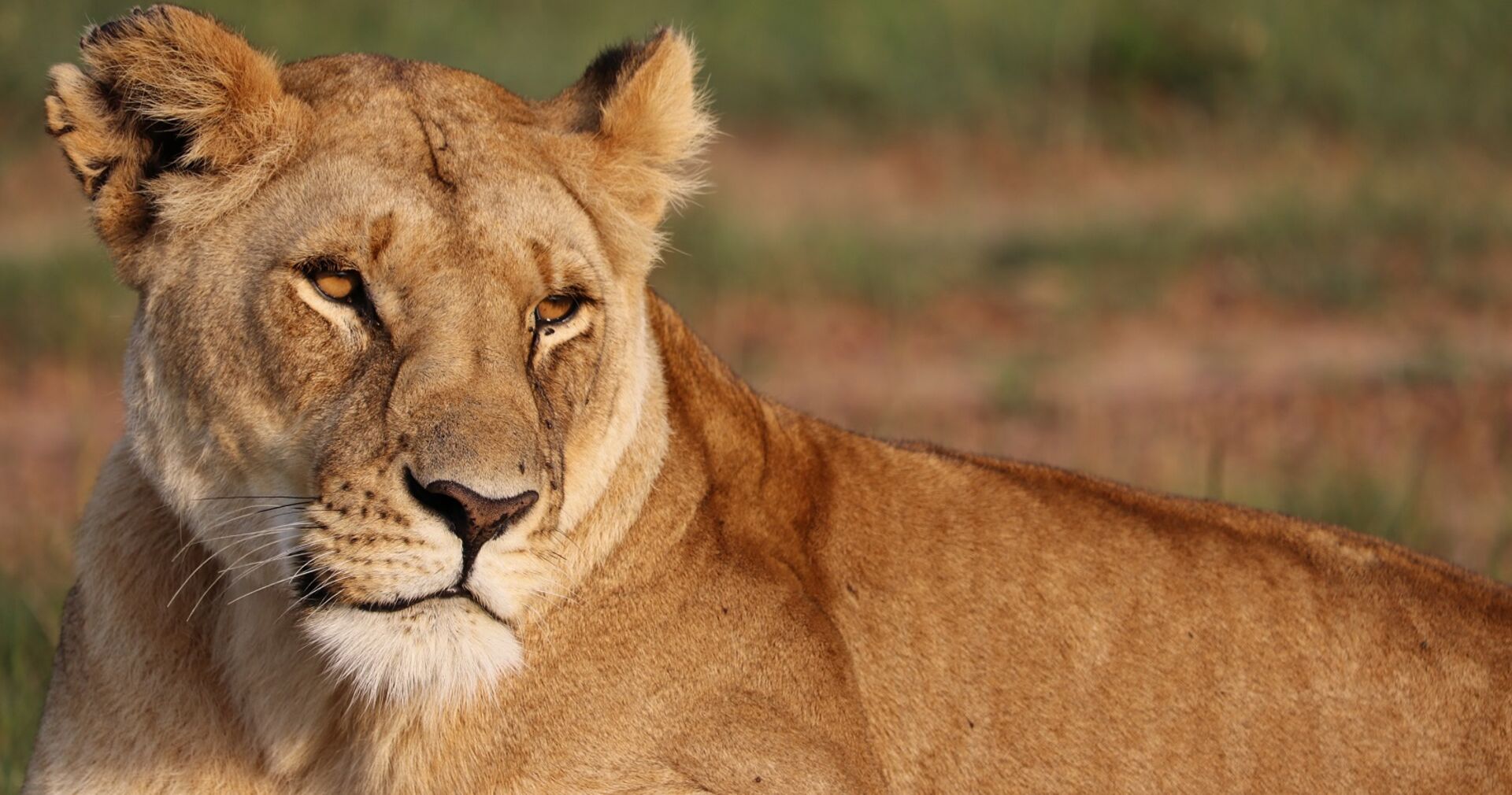 Eine liegende Löwin in Großaufnahme.