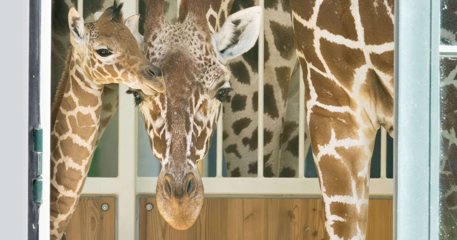 Das Giraffenbaby und seine Mutter in Großaufnahme.