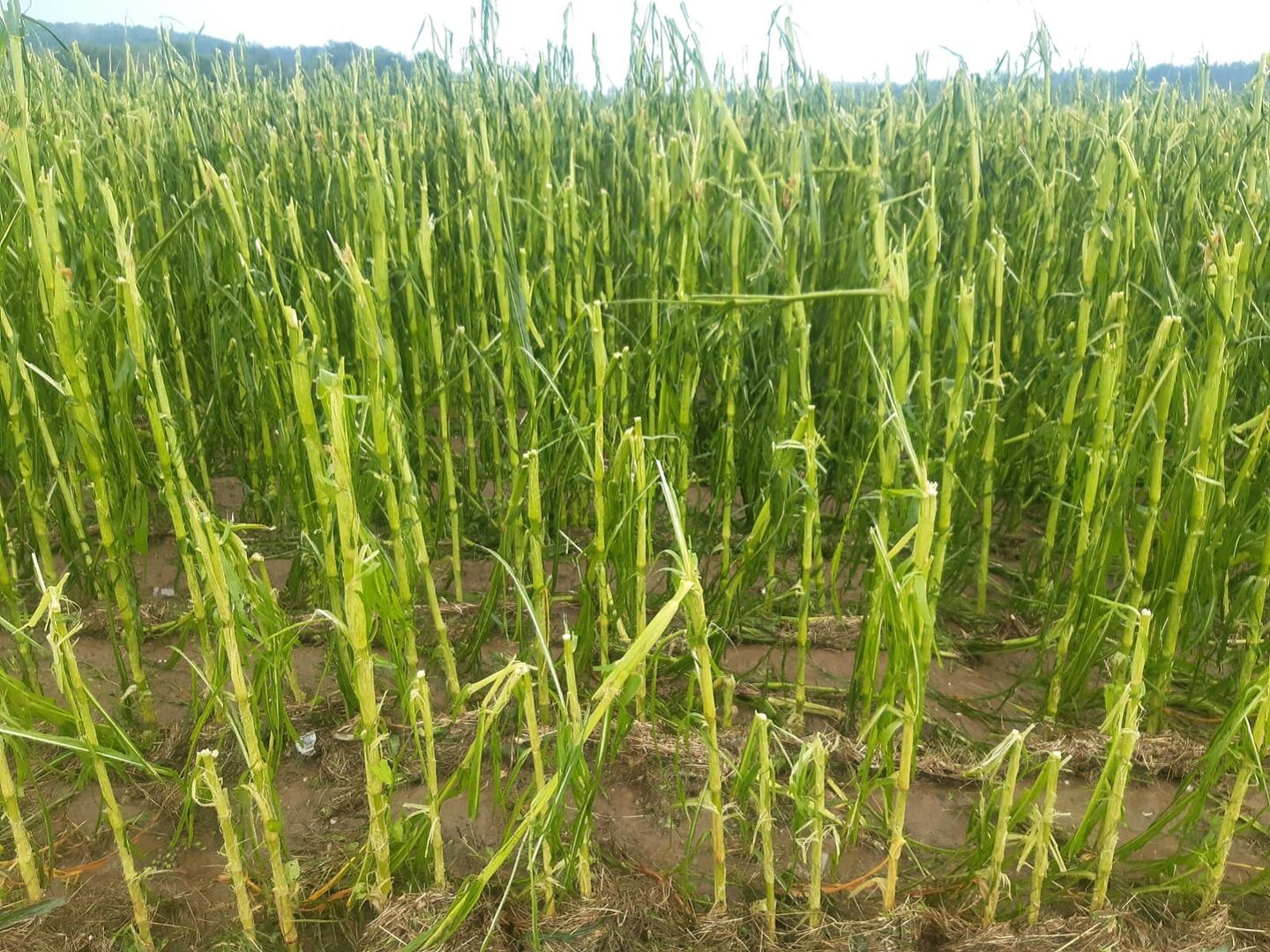Hagelschäden in einem Maisfeld. Die Pflanzen sind geknickt