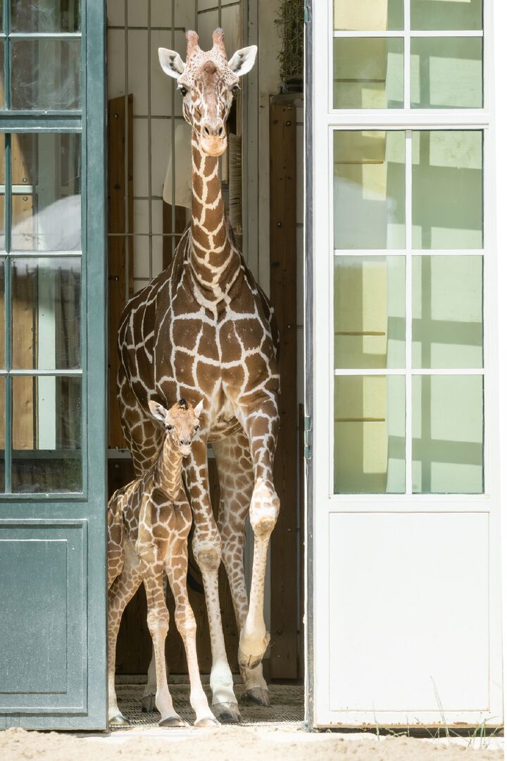 Das Giraffenkalb und seine Mutter nebeneinander