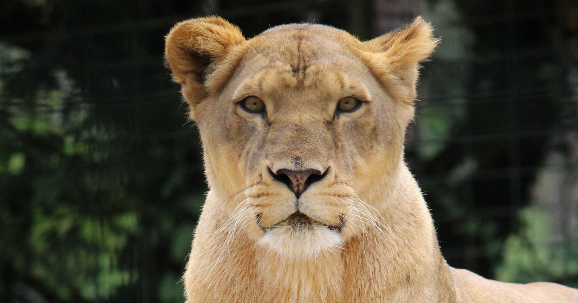 Frontalaufnahme einer Löwin