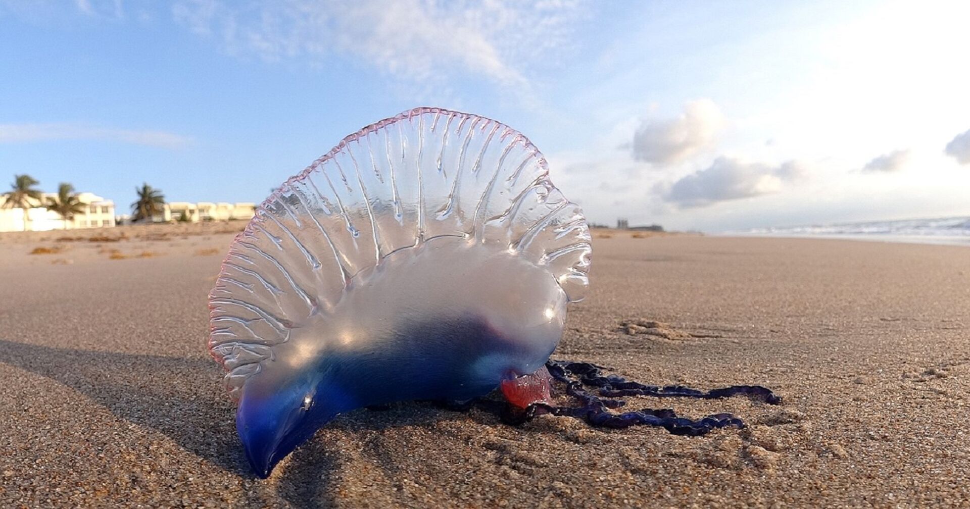 Eine Portugiesische Galeere liegt auf eine Sandstrand. Der ovale Körper ist fast durchsichtig, die Tentakel blau.