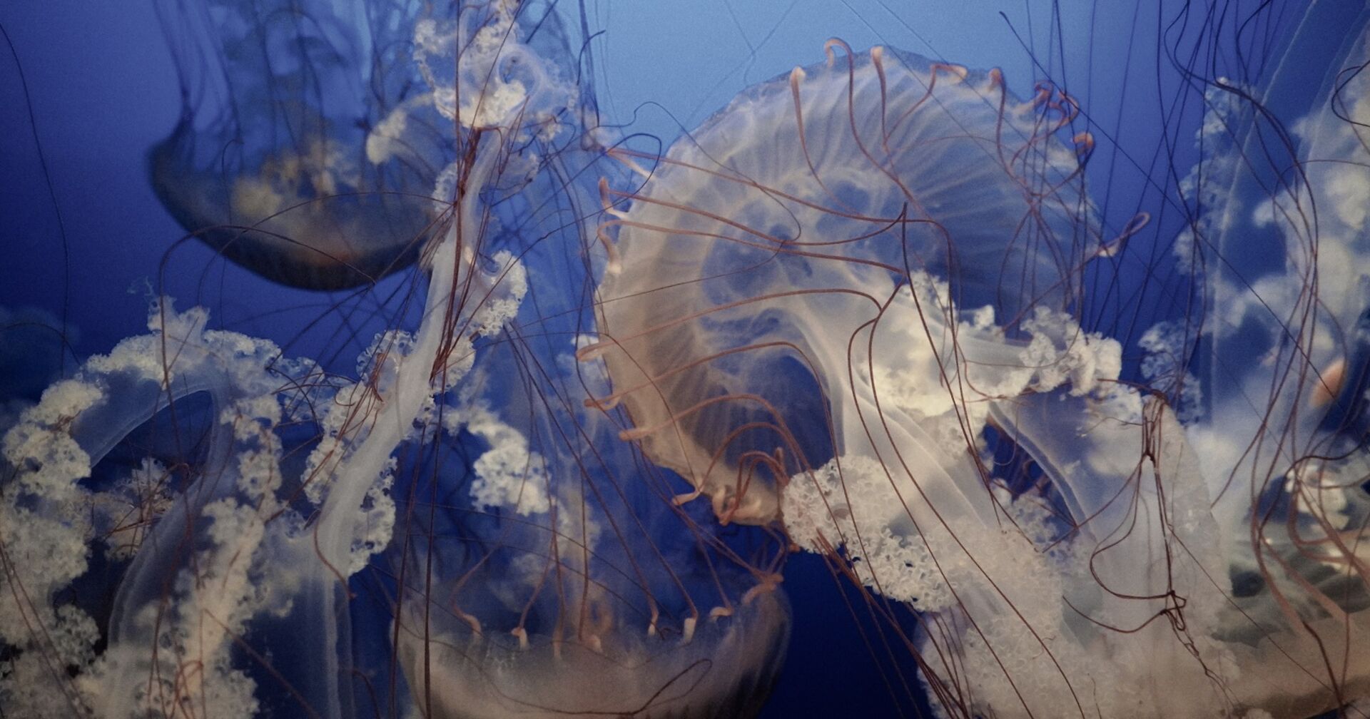 Vier Quallen dicht beieinander unter Wasser