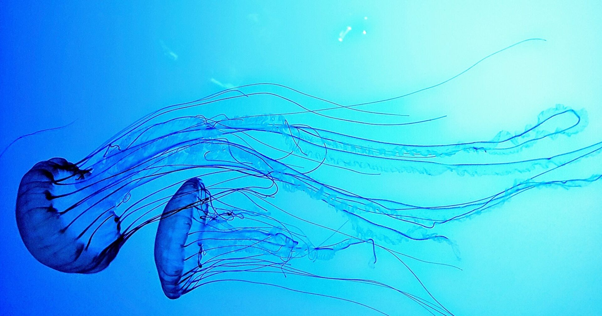 Zwei Quallen mit langen Tentakeln treiben im Wasser