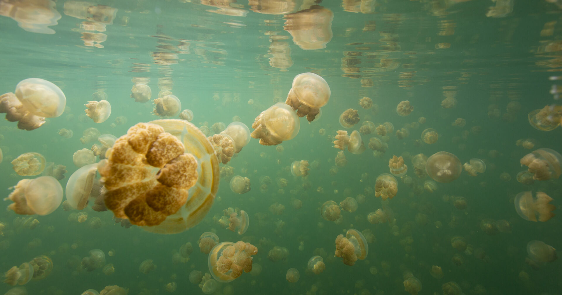 Quallen treiben im Wasser