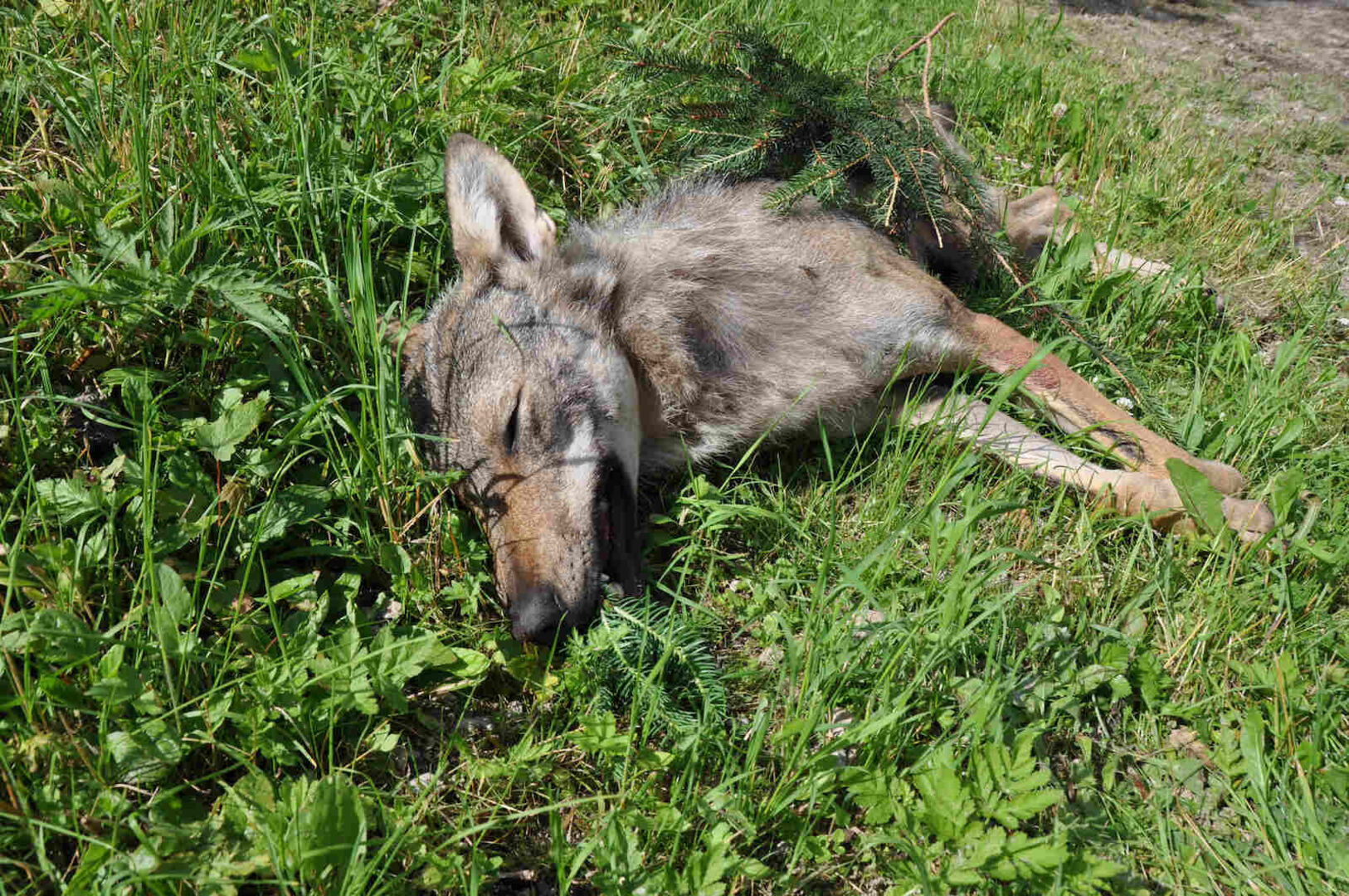 Toter Wolf liegt im Gras.