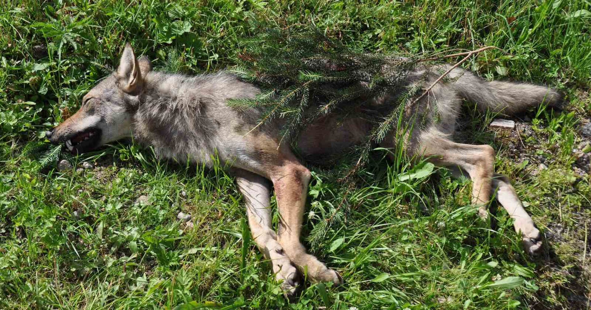 Ein Foto der erlegten Wölfin.