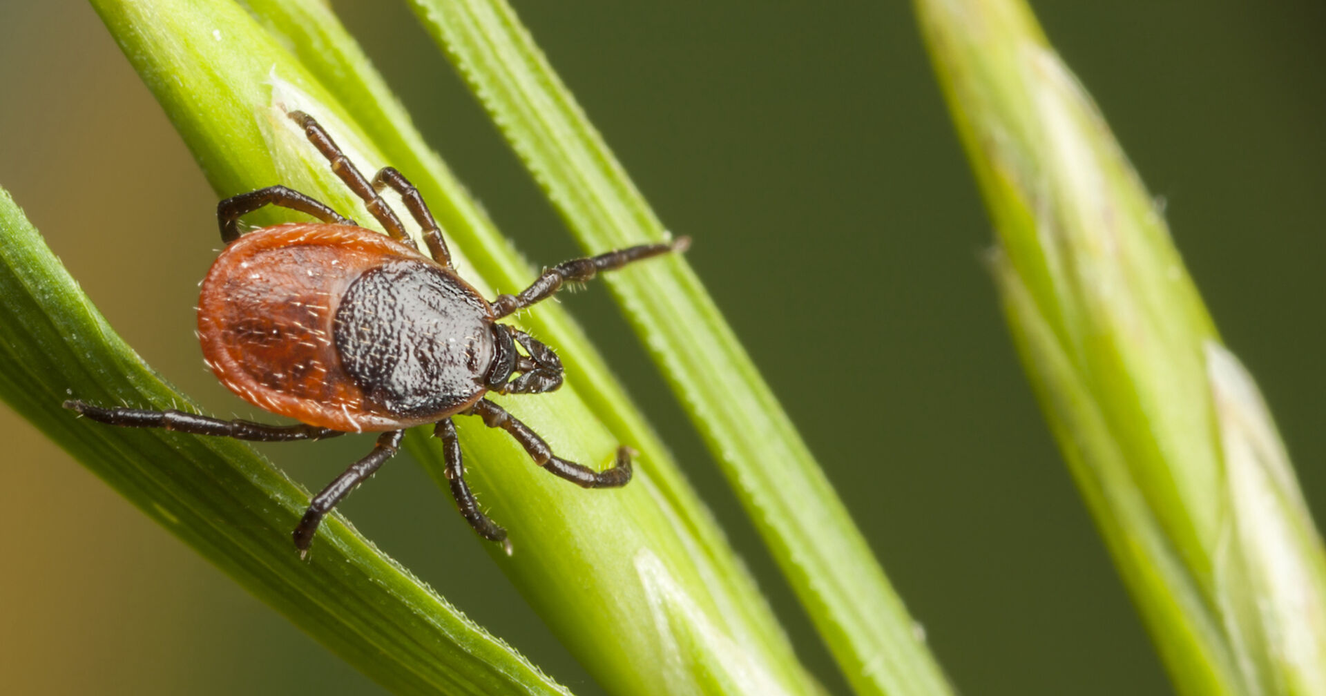 Eine Zecke auf einem Grashalm