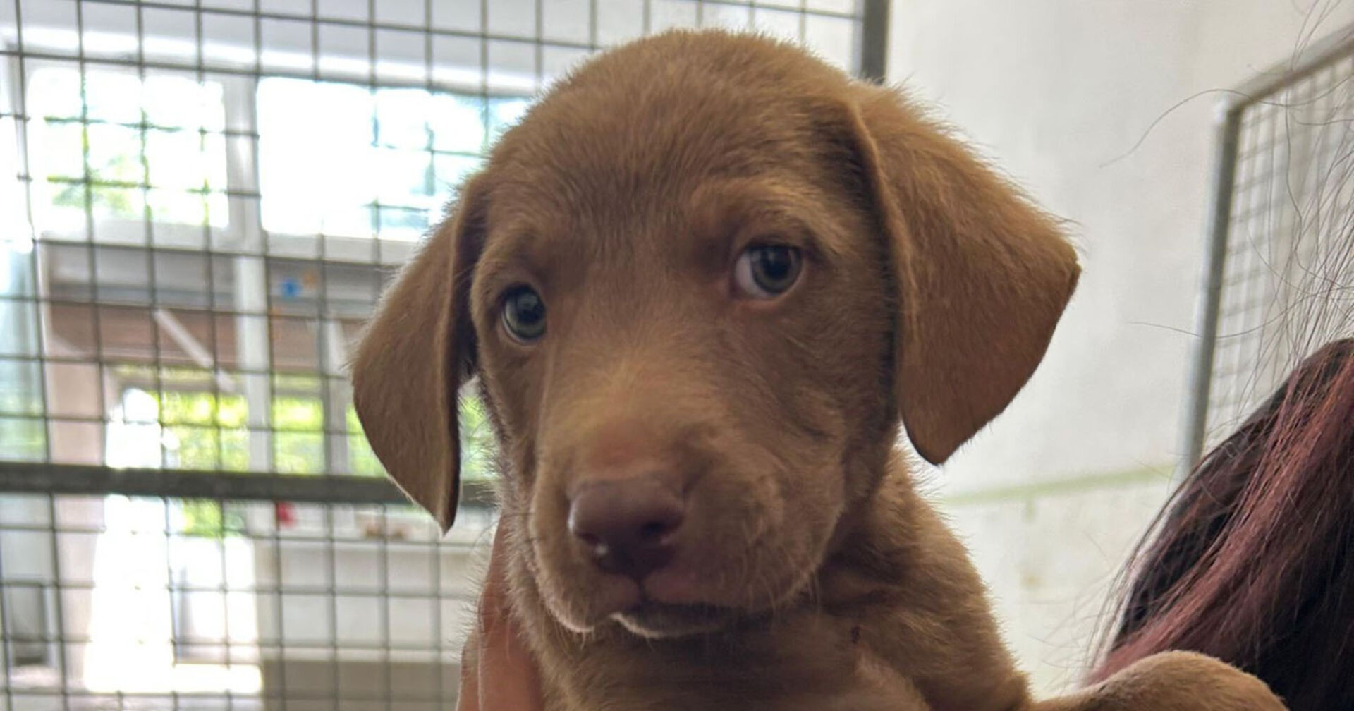 Brauner Hundewelpe, der in die Arche Noah gebracht wurde.