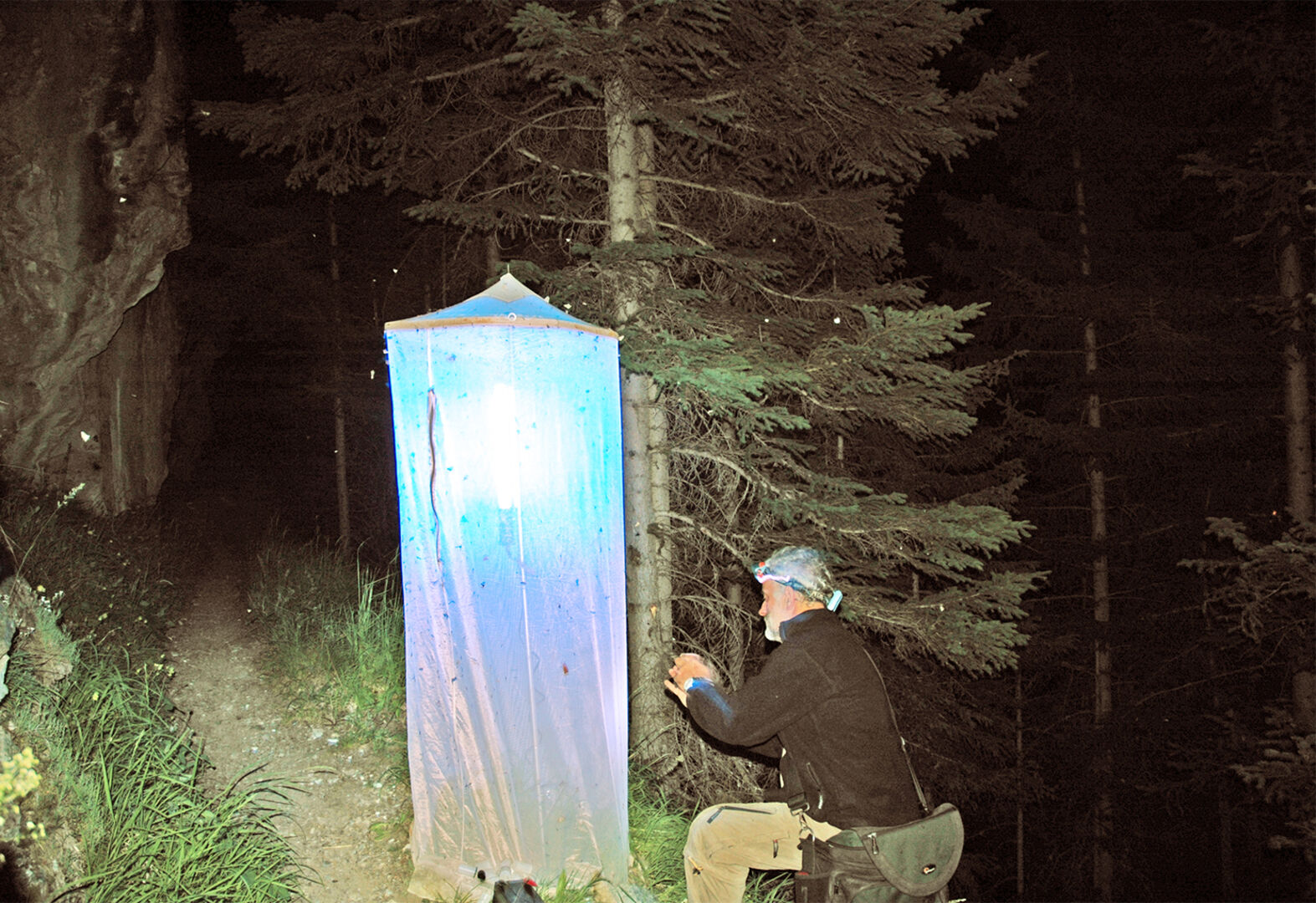 Insekten in der Nacht beobachten