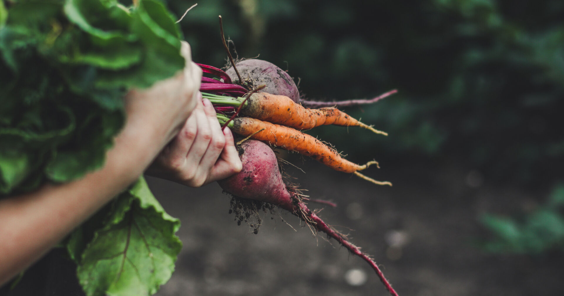 Frau schüttelt frische Erde von Karotten und Rüben | Credit: istock.com/a-lesa