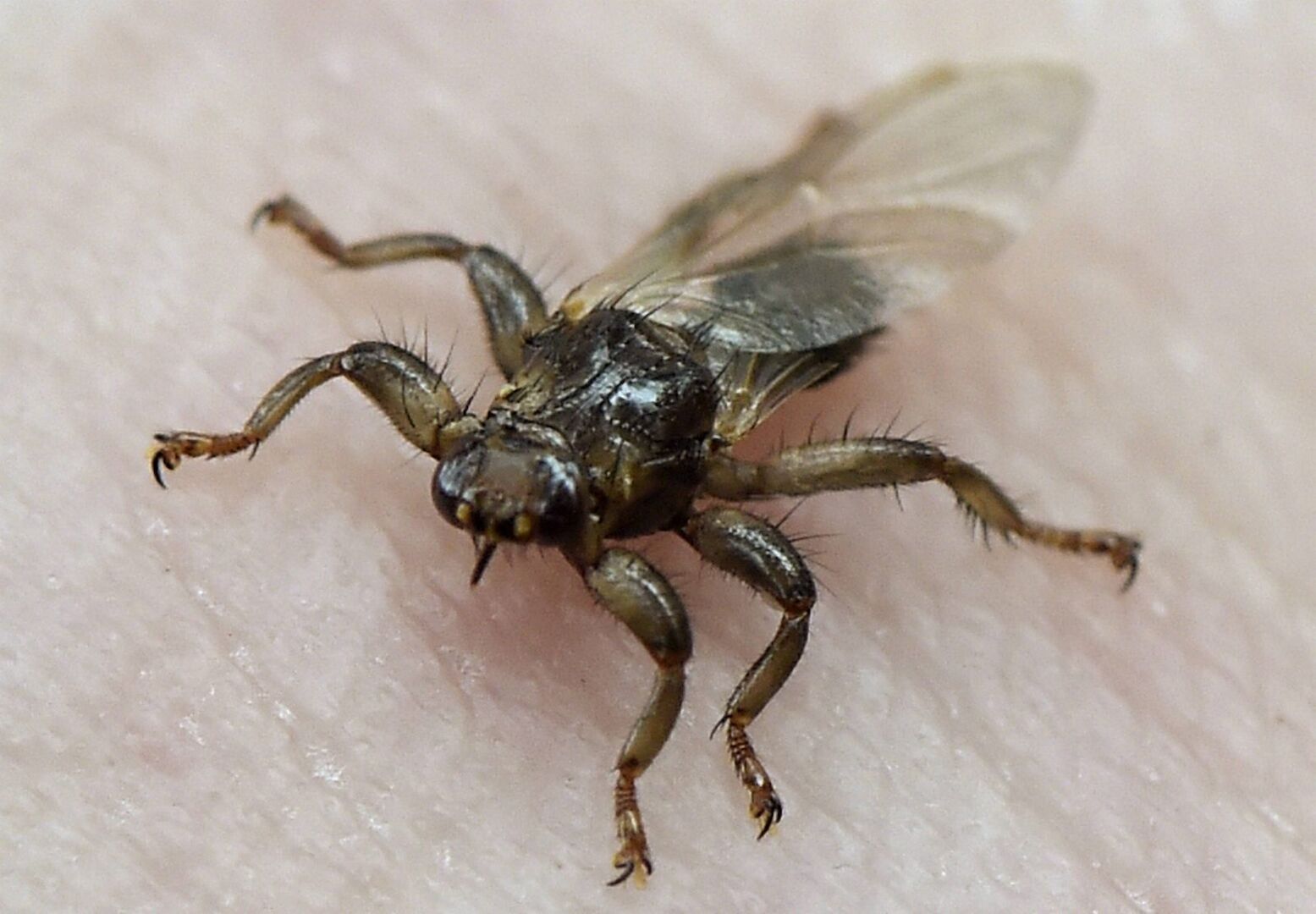 Eine Hirschlausfliege mit ihren Flügeln.