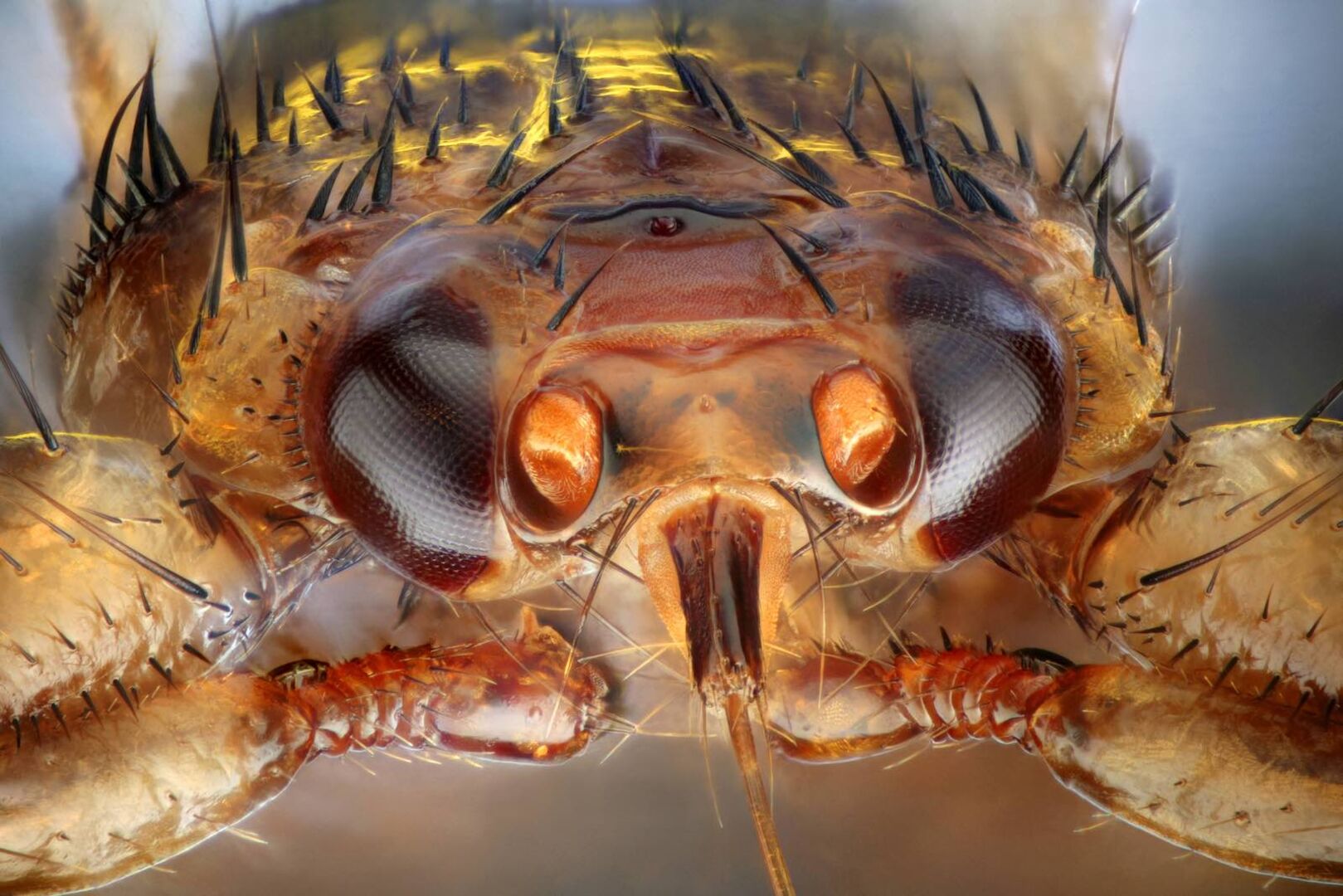 Eine Nahaufnahme einer Hirschlausfliege.