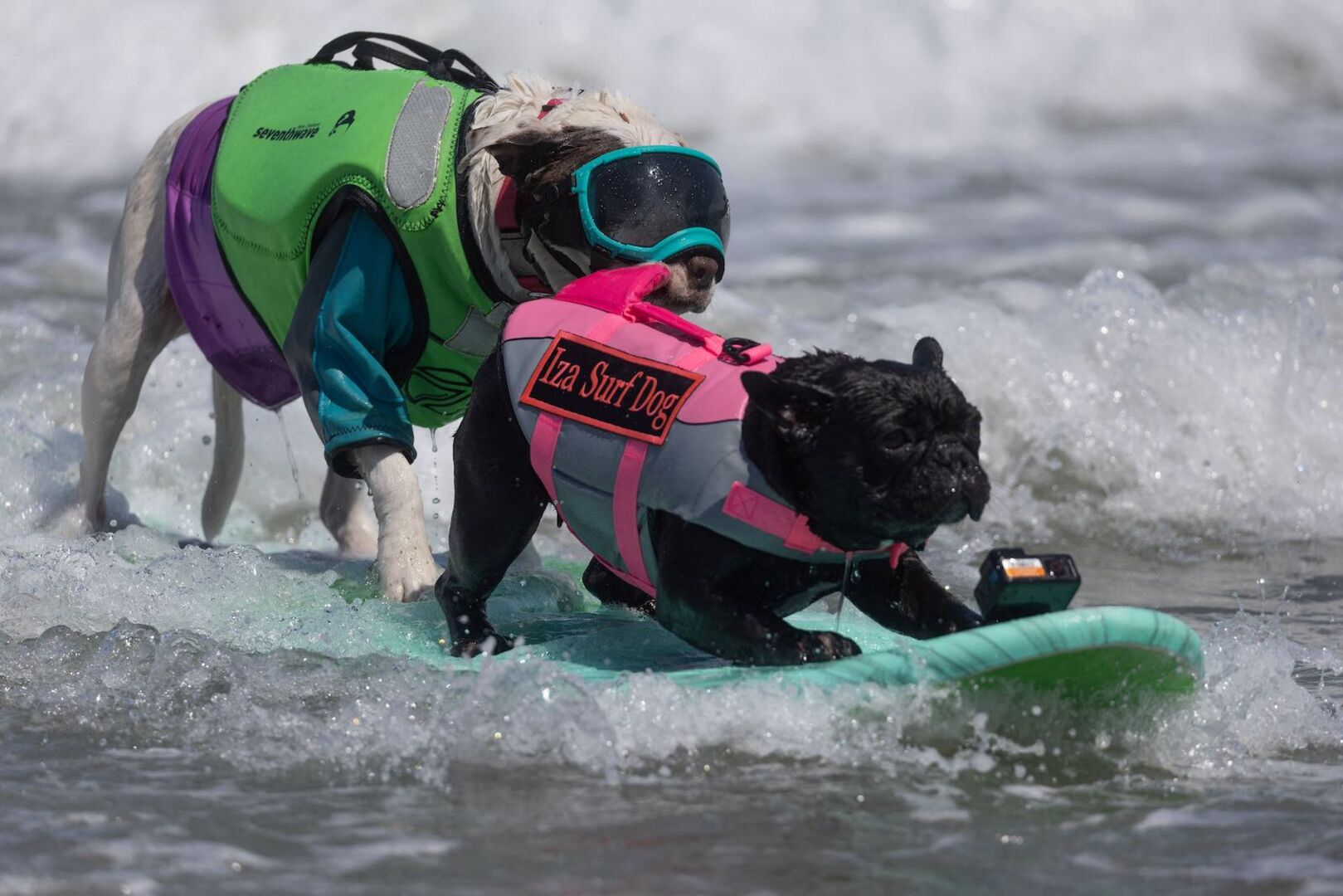 Zwei kleine Hunde auf dem Surfbrett