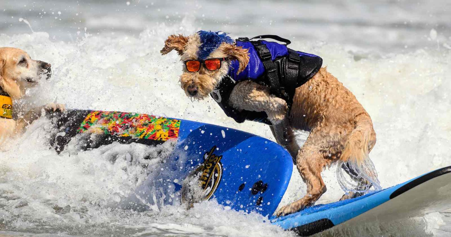 Hund auf einem Surfbrett und mit blauem Iro.