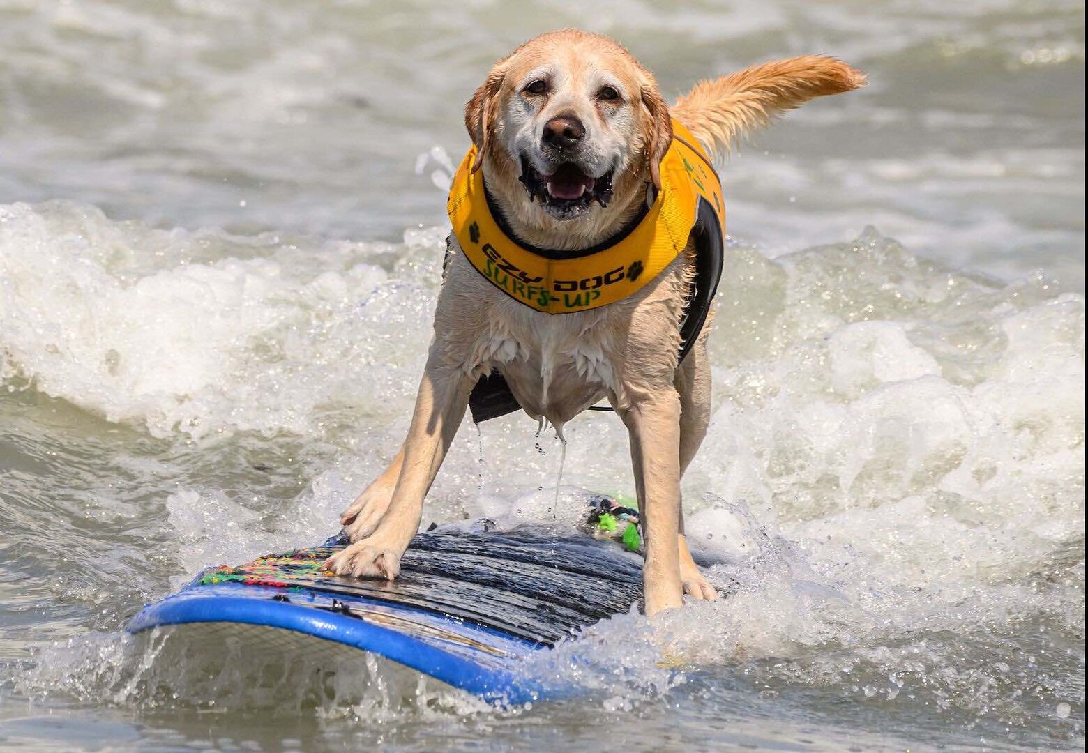 Labrador steht selbstbewusst auf dem Surfbrett.
