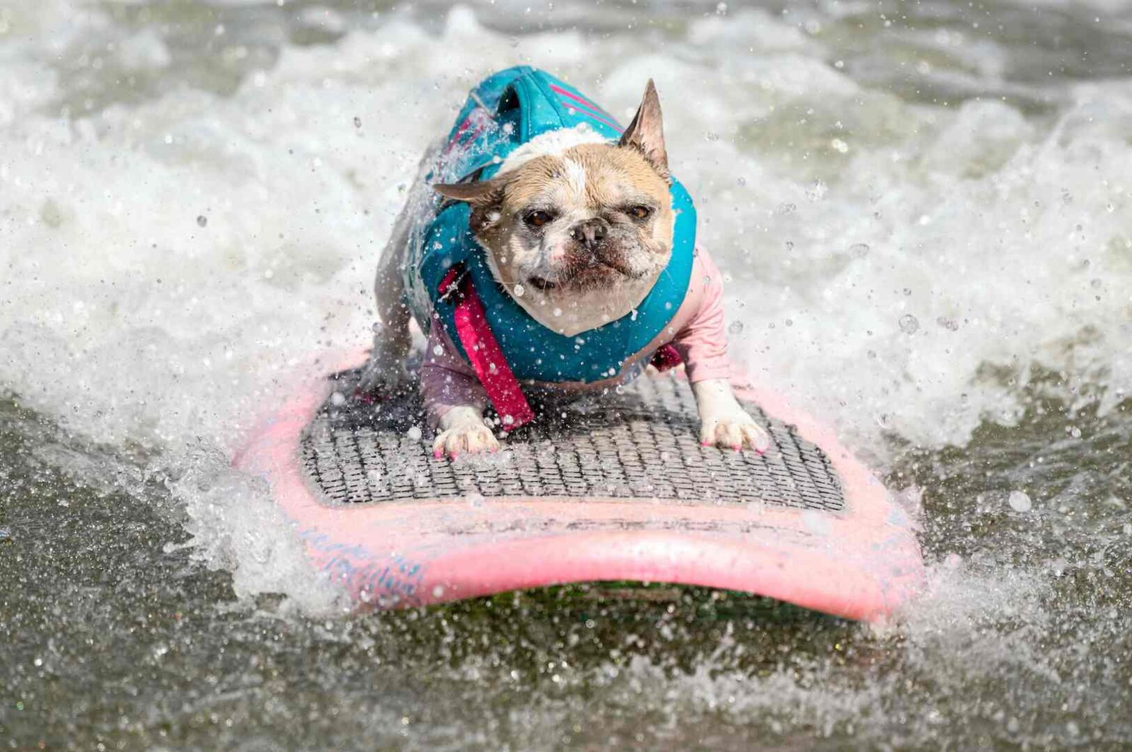 Ein Mops steht cool auf dem Surfbrett.