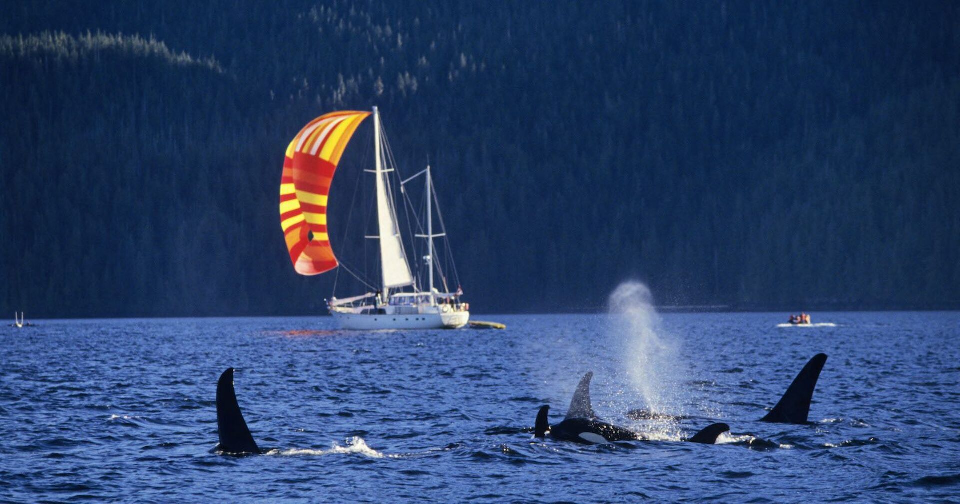 Orcas schwimmen nahe eines Segelboots.