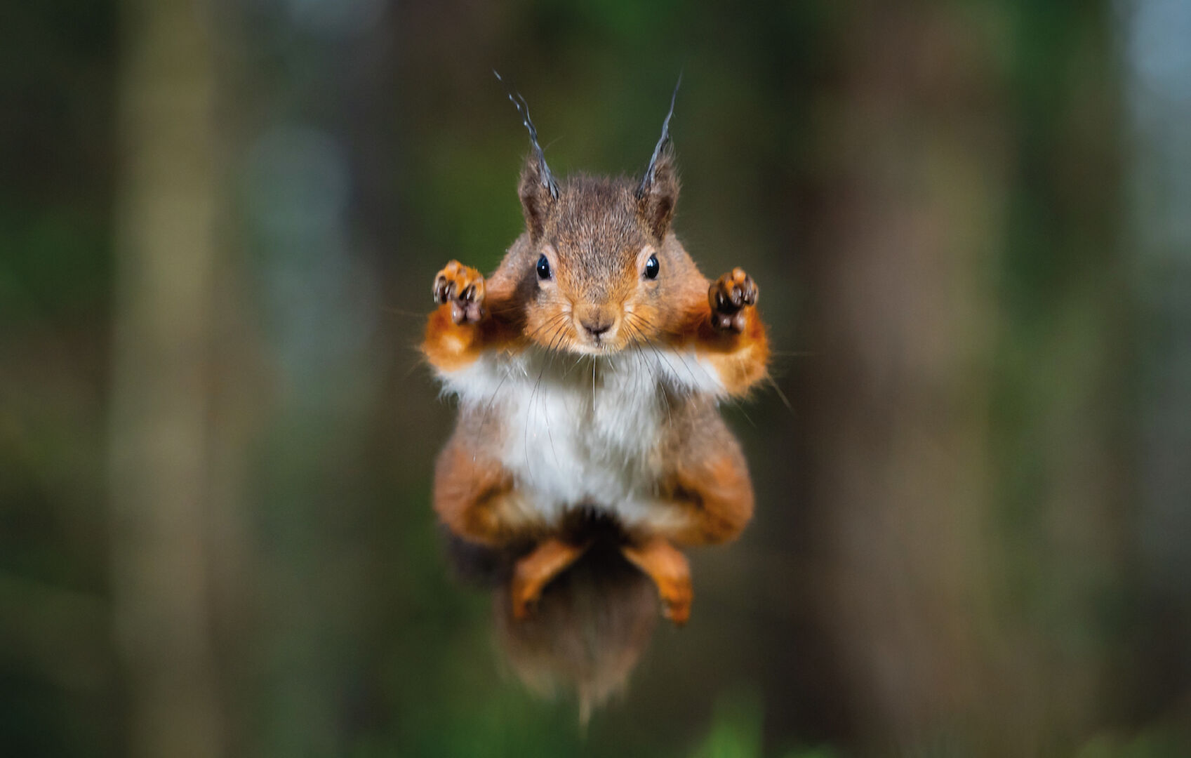 Ein fliegendes Eichhörnchen im Wald.