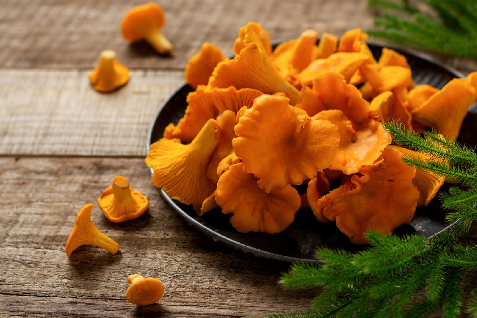 Eierschwammerl auf einem Teller | Credit: iStock.com/kasia2003