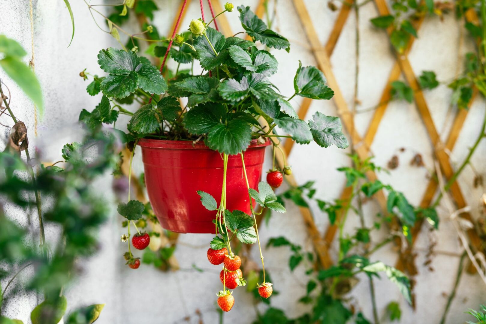 Erdbeeren hängen am Balkon | Credit: iStock.com/Yummy pic