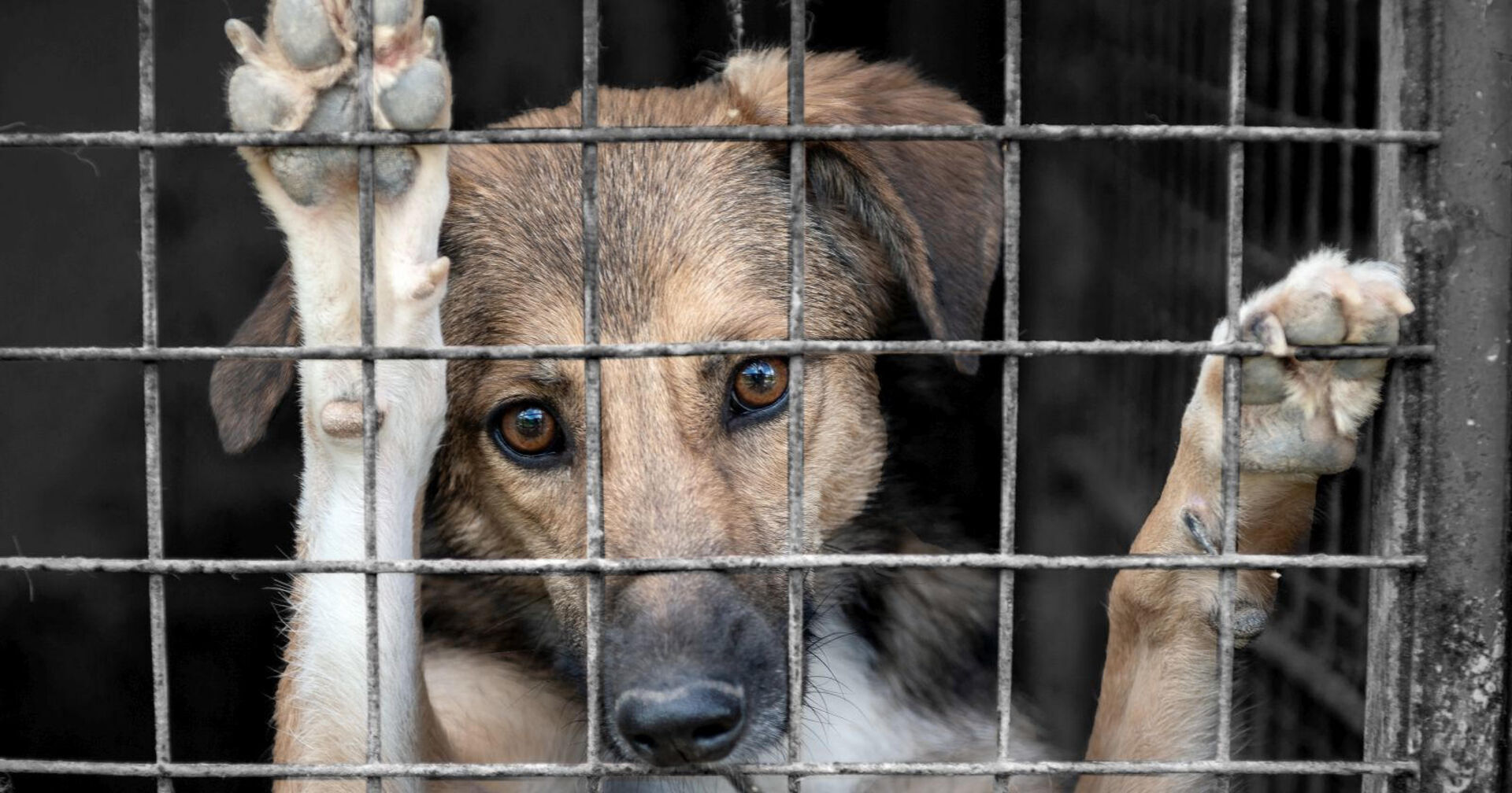 Ein Hund sitzt verwahrlost in einem Käfig.