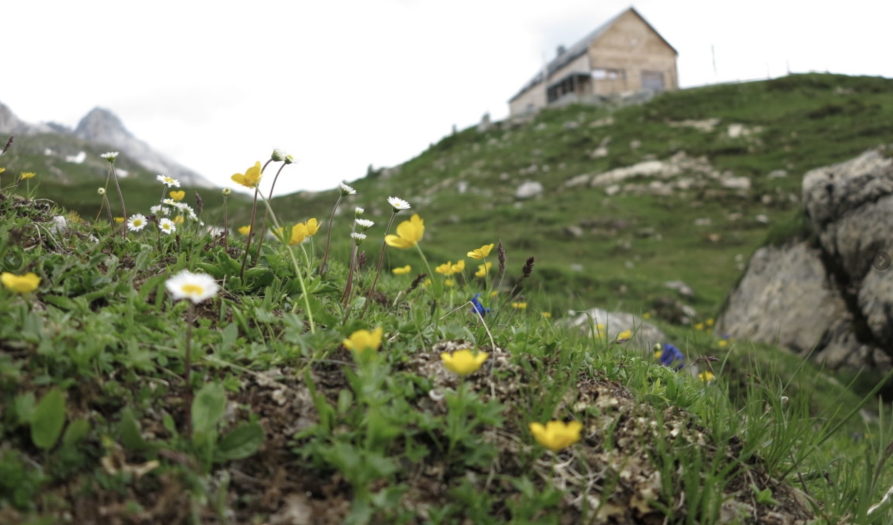 Wiese im Vordergrund, Hütte im Hintergrund