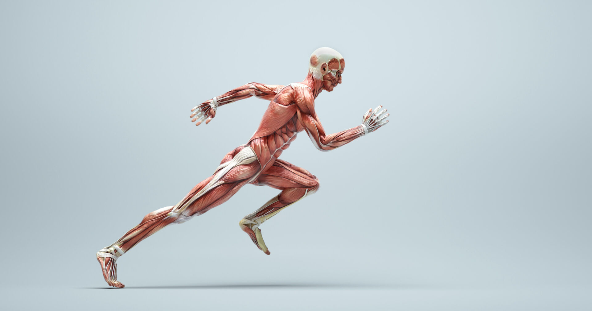 Ein laufender Mensch, ohne Haut. Alle Muskeln und Sehnen sind offen sichtbar