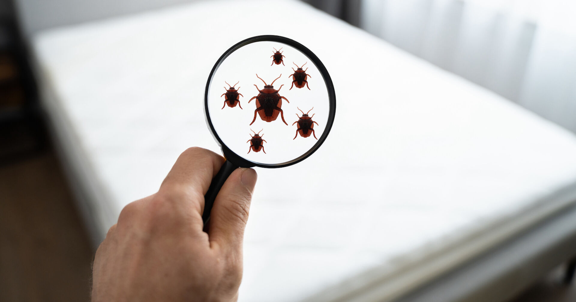 Eine Hand mit einer Lupe zeigt alle Bettwanzen in Auflösung.